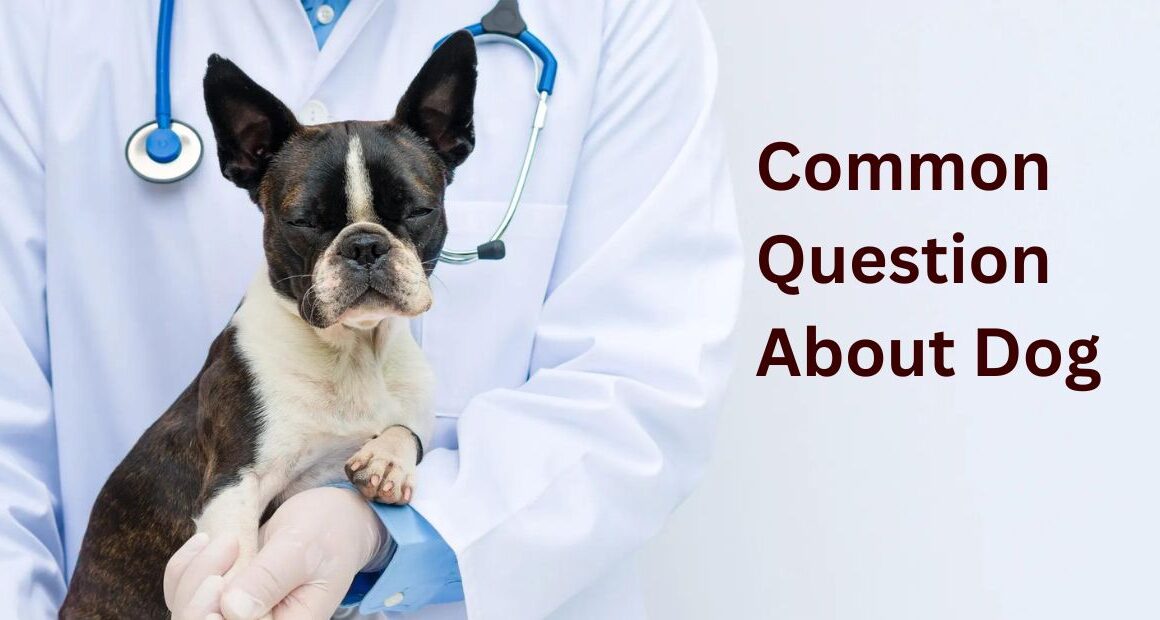 Animal Doctor Answers About Prohibition Care And Right Food For Dog