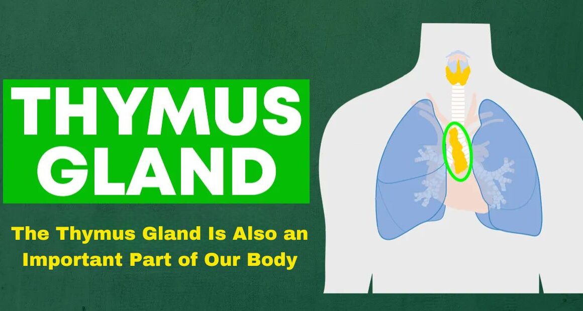 Thymus Gland