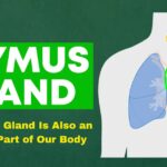 Thymus Gland