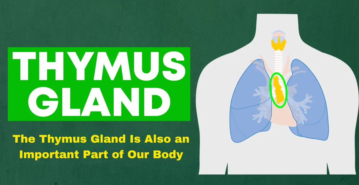 Thymus Gland