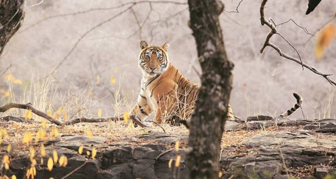 Ranthambore National Park