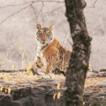 Ranthambore National Park