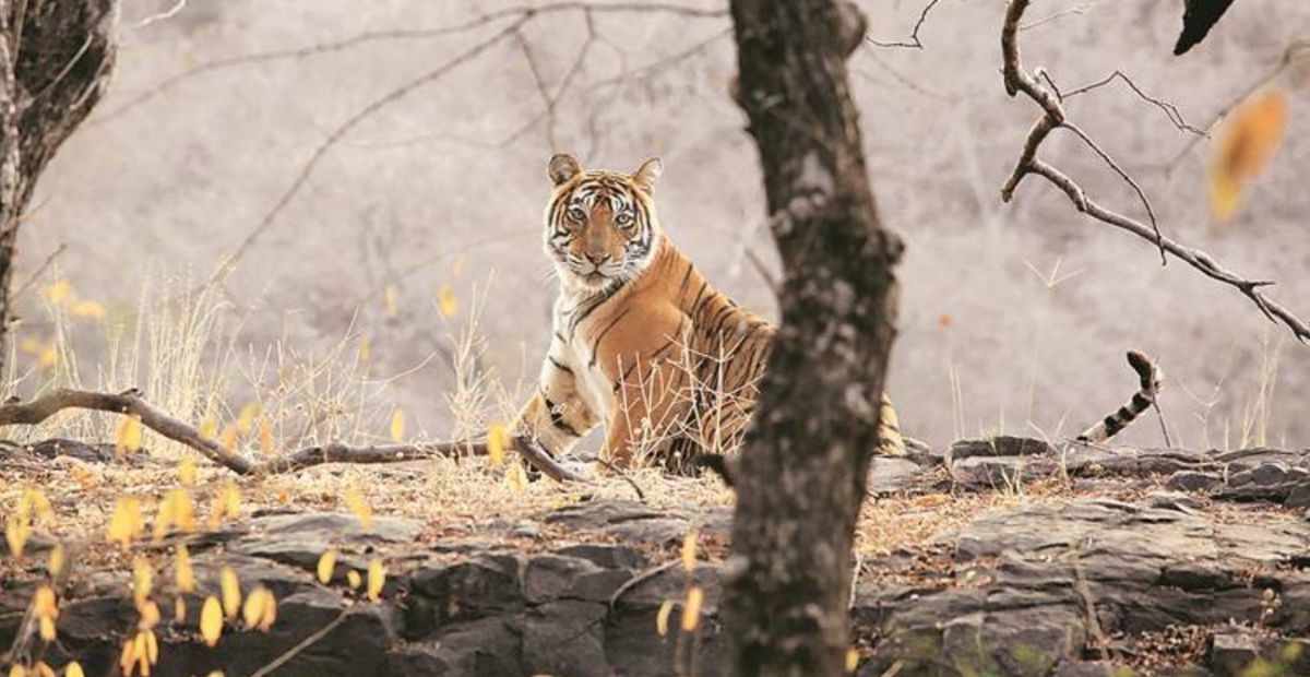 Ranthambore National Park