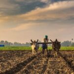 The Backbone of The Nation Power of Agriculture in India